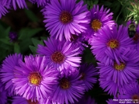 65337CrLe - Asters in our back garden   Each New Day A Miracle  [  Understanding the Bible   |   Poetry   |   Story  ]- by Pete Rhebergen